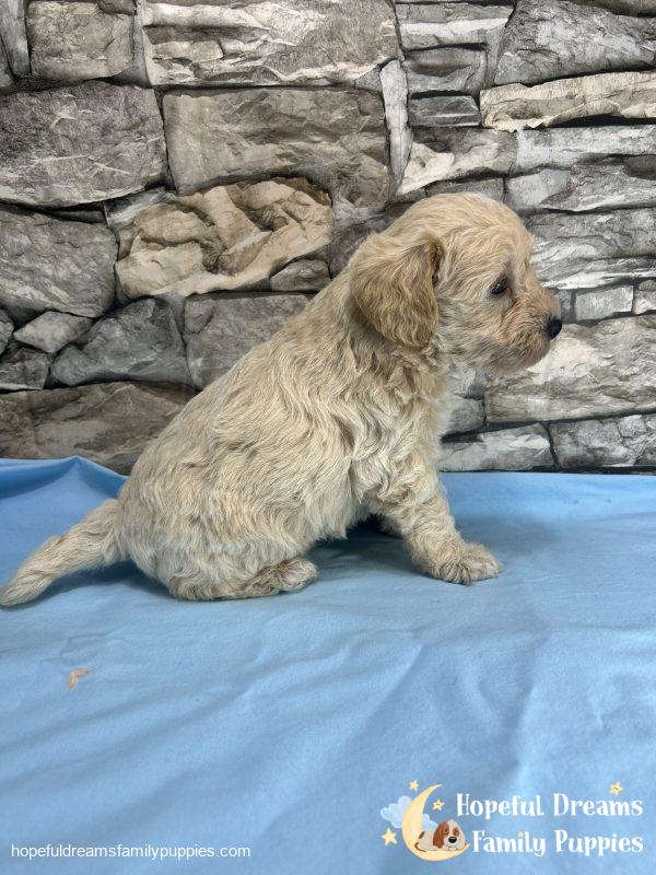 Mr. Blizzard the F1 Schnoodle - Image 4