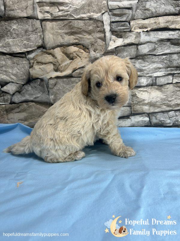 Mr. Blizzard the F1 Schnoodle - Image 3