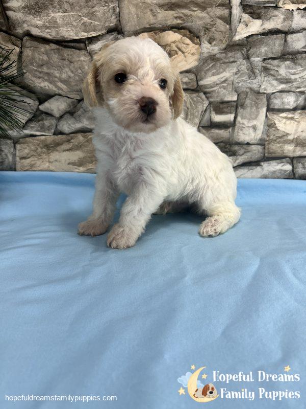 Mr. Boots the F1 Schnoodle - Image 2