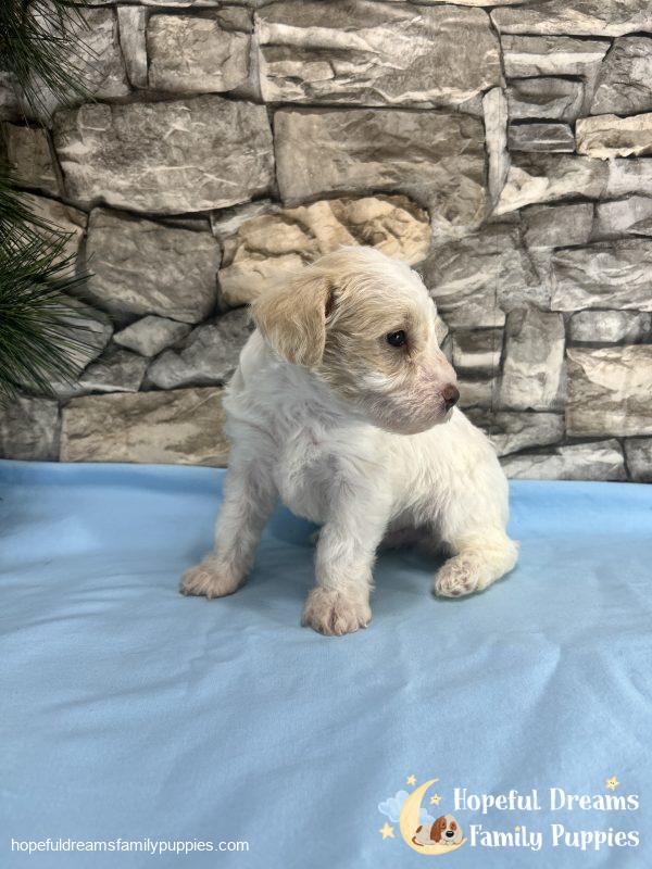 Mr. Boots the F1 Schnoodle - Image 5