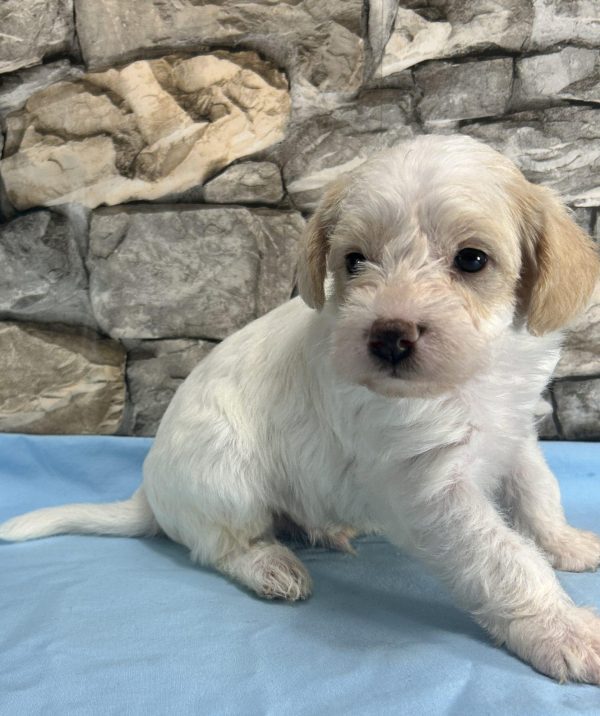 Mr. Boots the F1 Schnoodle