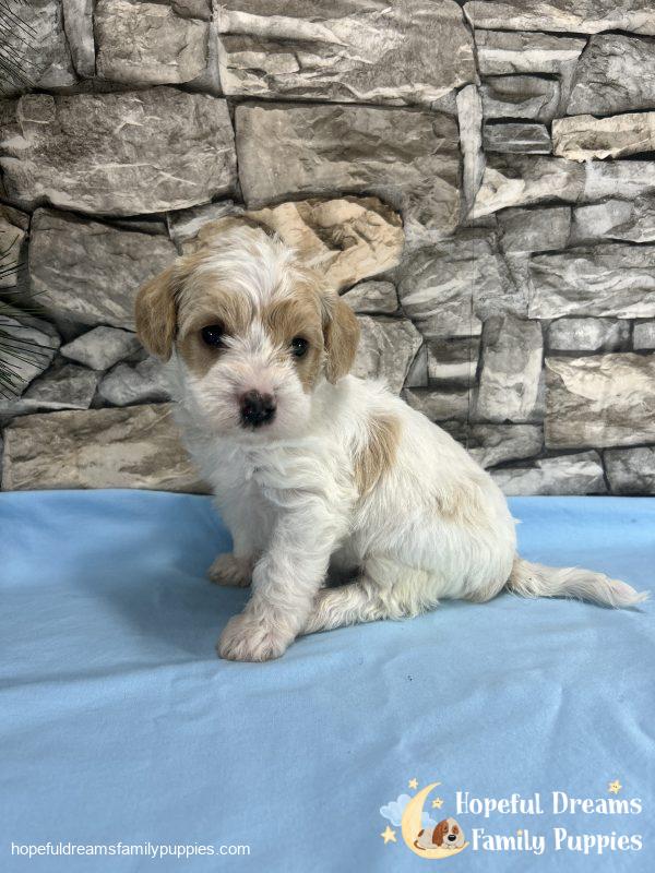 Mr. Bear the F1 Schnoodle - Image 8