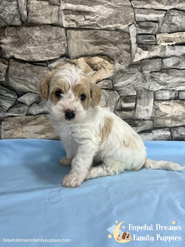 Mr. Bear the F1 Schnoodle - Image 7