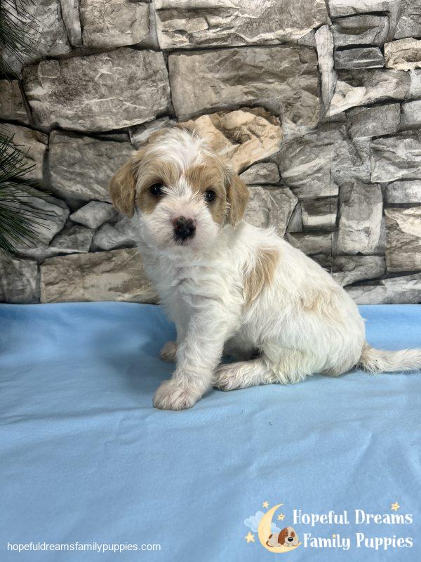 Mr. Bear the F1 Schnoodle - Image 5