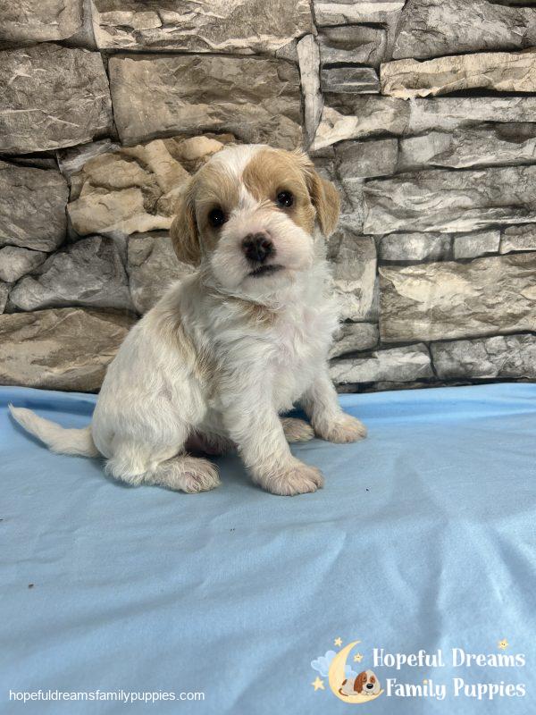 Mr. Bear the F1 Schnoodle