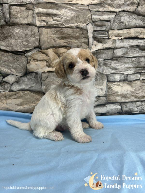 Mr. Bear the F1 Schnoodle - Image 3