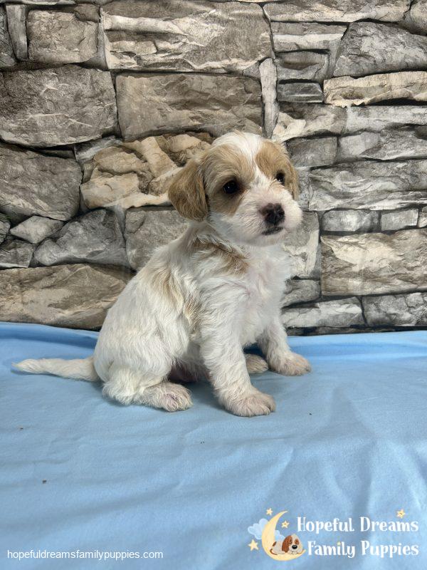 Mr. Bear the F1 Schnoodle - Image 2