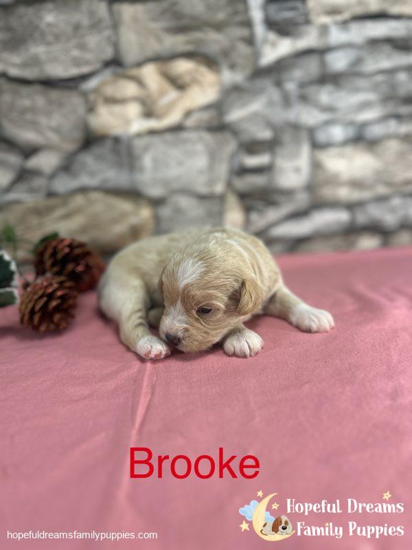 Early Litter Notice - Image 7