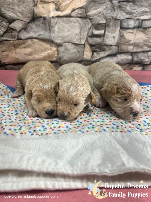 Early Litter Notice - Image 3