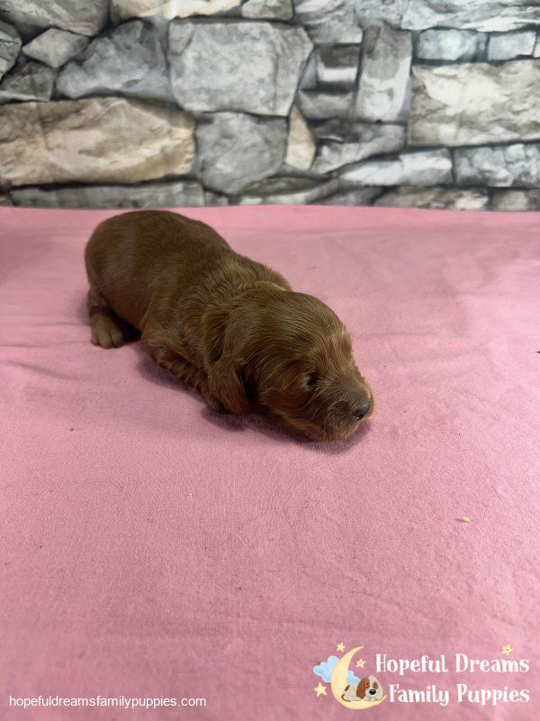 Ms. Robin the F1 Cockapoo - Image 2