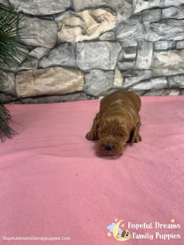 Ms. Robin the F1 Cockapoo - Image 4