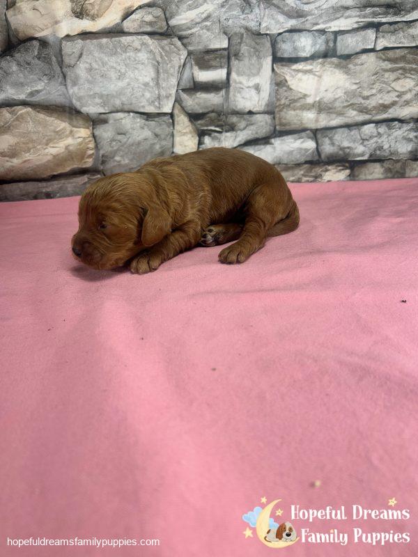 Ms. Robin the F1 Cockapoo - Image 5