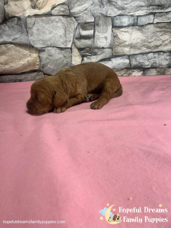 Ms. Robin the F1 Cockapoo