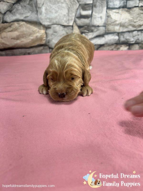 Ms. Rainbow the F1 Cockapoo - Image 2