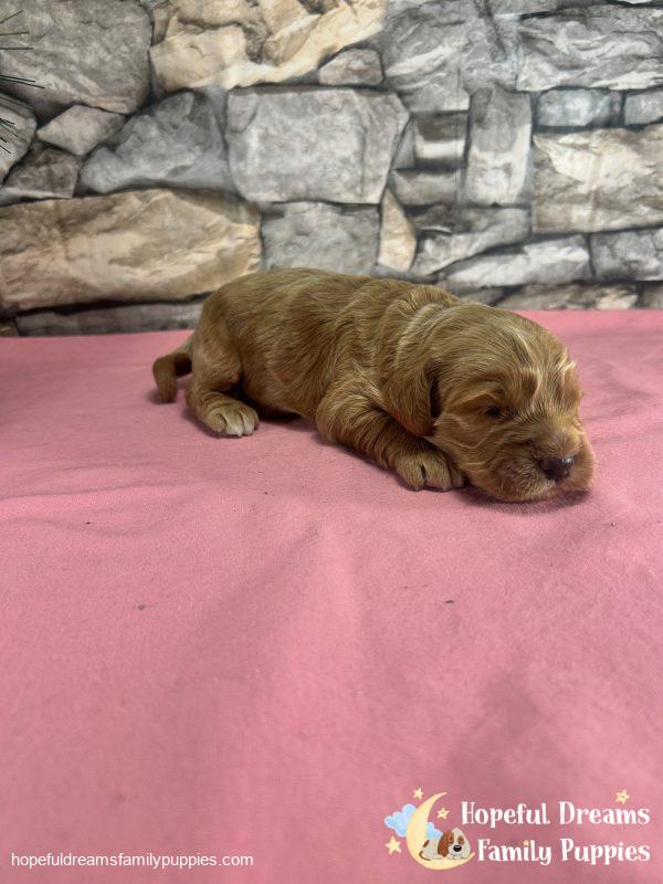 Ms. Rainbow the F1 Cockapoo - Image 3