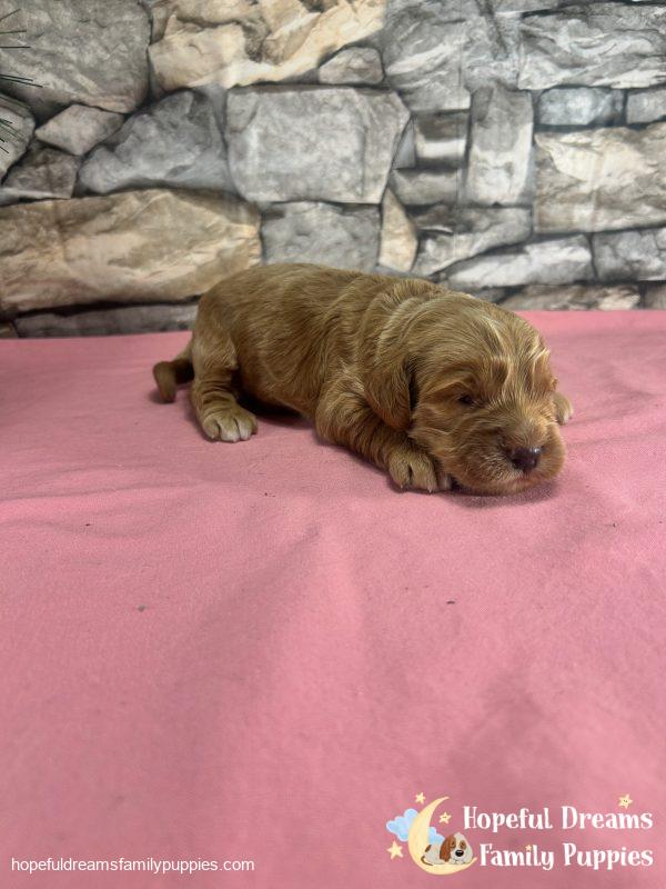 Ms. Rainbow the F1 Cockapoo - Image 4