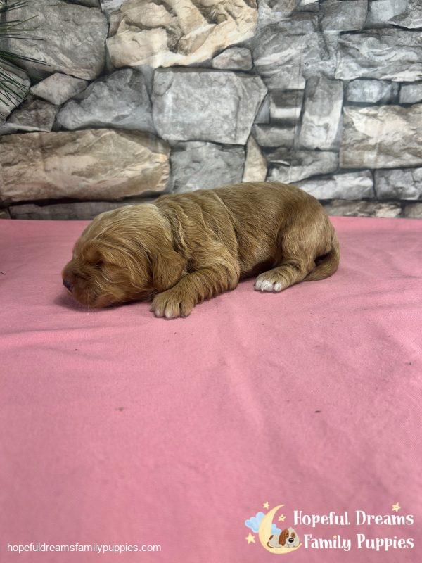 Ms. Rainbow the F1 Cockapoo - Image 5