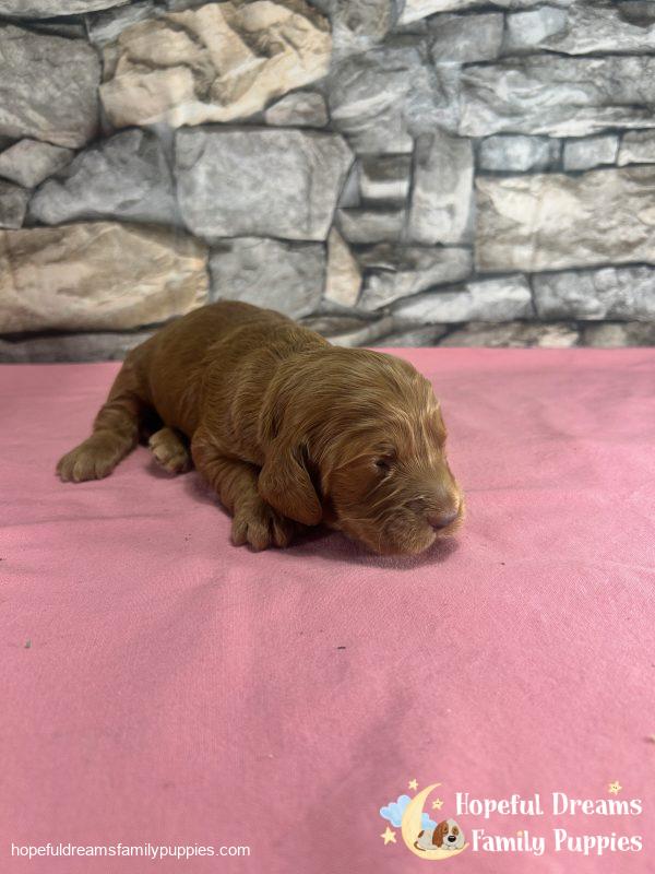 Ms. Rosy the F1 Cockapoo - Image 6