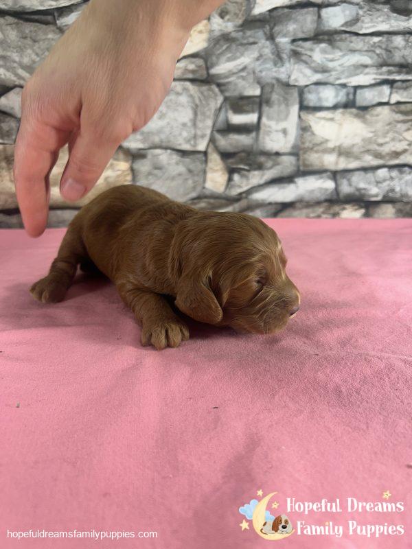 Ms. Rosy the F1 Cockapoo - Image 3