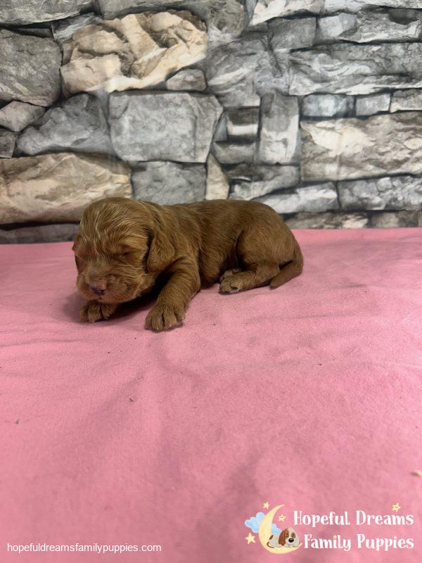 Ms. Rosy the F1 Cockapoo - Image 4