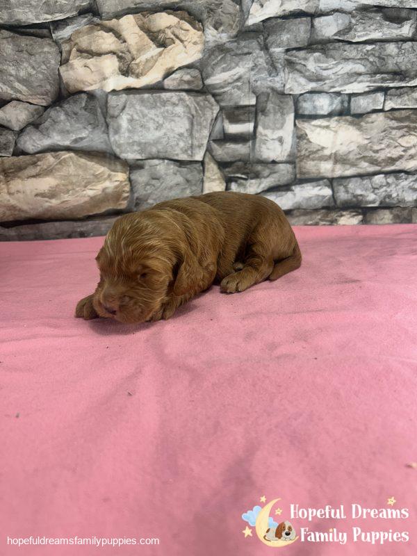 Ms. Rosy the F1 Cockapoo