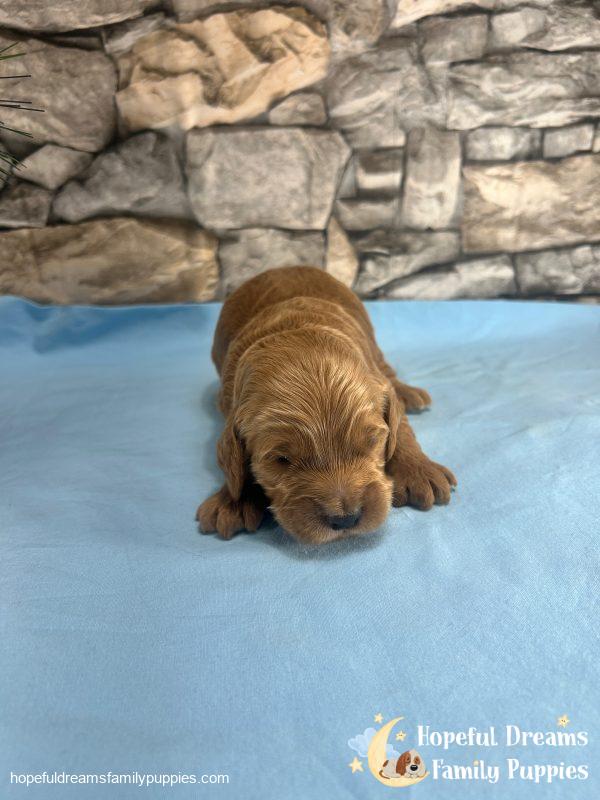 Mr. Rambo the F1 Cockapoo - Image 5