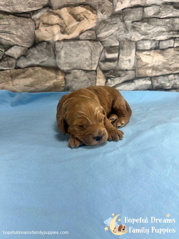 Mr. Rambo the F1 Cockapoo - Image 2