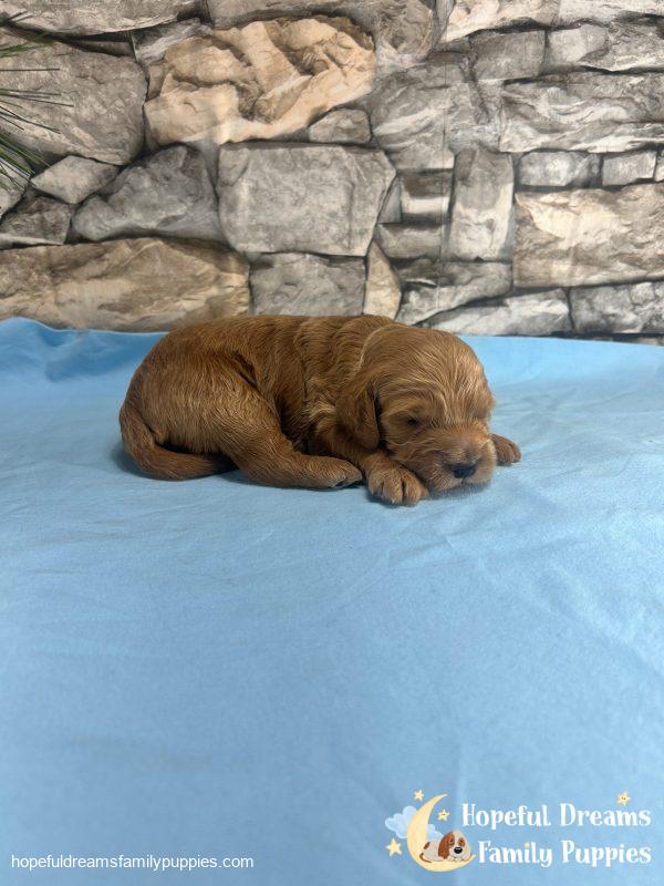 Mr. Rambo the F1 Cockapoo - Image 3