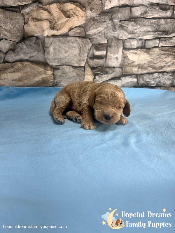 Mr. Ripple the F1 Cockapoo