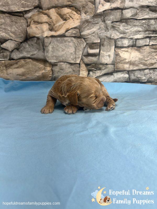 Mr. Ripple the F1 Cockapoo - Image 3