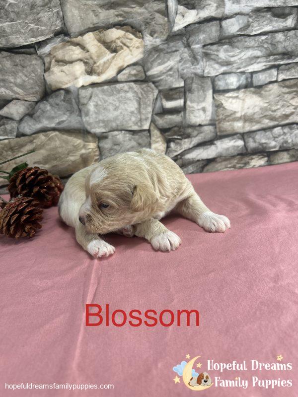 Early Litter Notice - Image 4