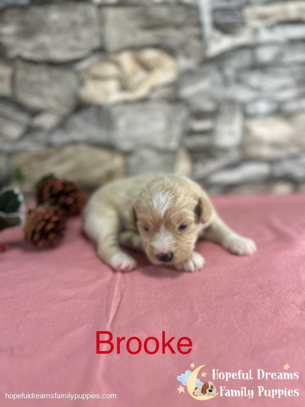 Early Litter Notice - Image 8