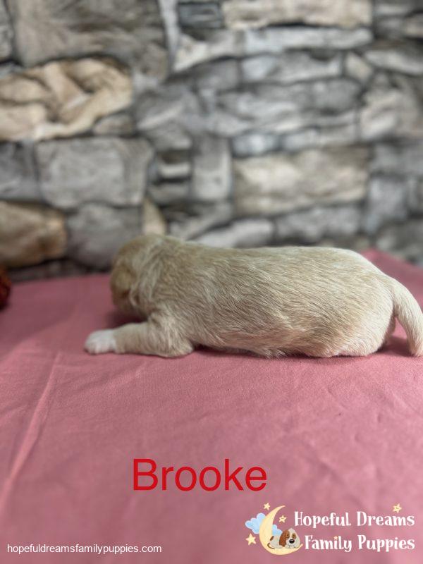 Early Litter Notice - Image 9