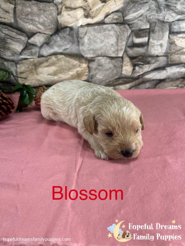 Early Litter Notice - Image 5