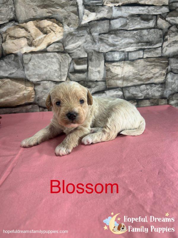 Early Litter Notice - Image 6