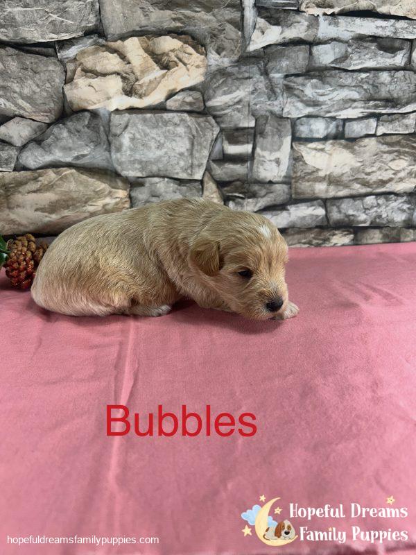 Early Litter Notice - Image 10