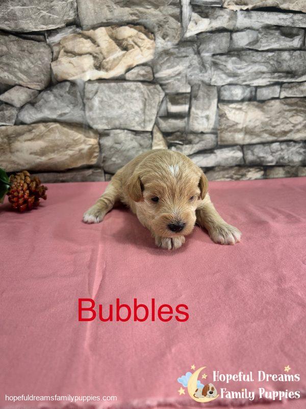 Early Litter Notice - Image 11