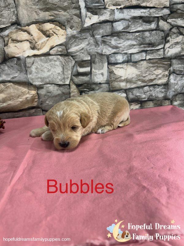 Early Litter Notice - Image 12