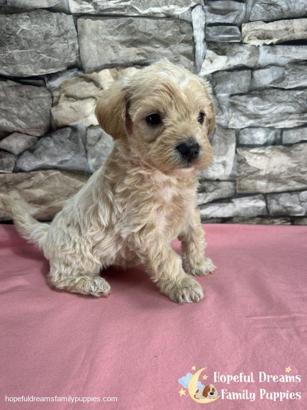 Ms. Blossom the F1 Schnoodle - Image 6