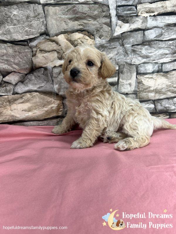 Ms. Blossom the F1 Schnoodle - Image 5