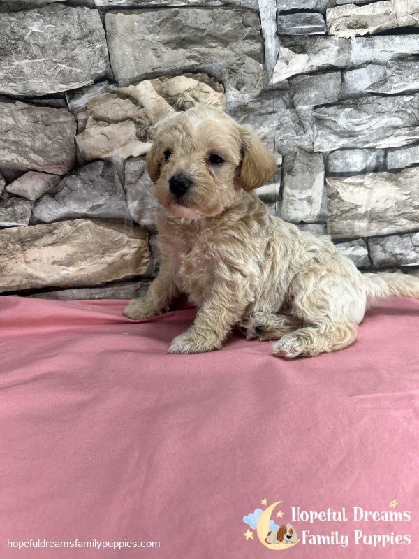 Ms. Blossom the F1 Schnoodle - Image 4