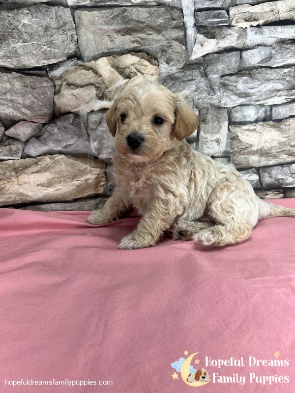 Ms. Blossom the F1 Schnoodle