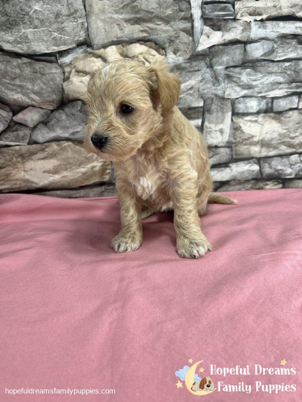 Ms. Bubbles the F1 Schnoodle - Image 2