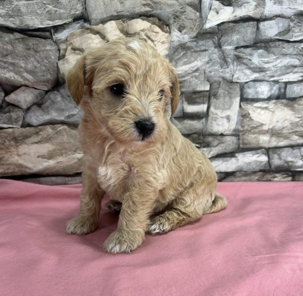 Ms. Bubbles the F1 Schnoodle