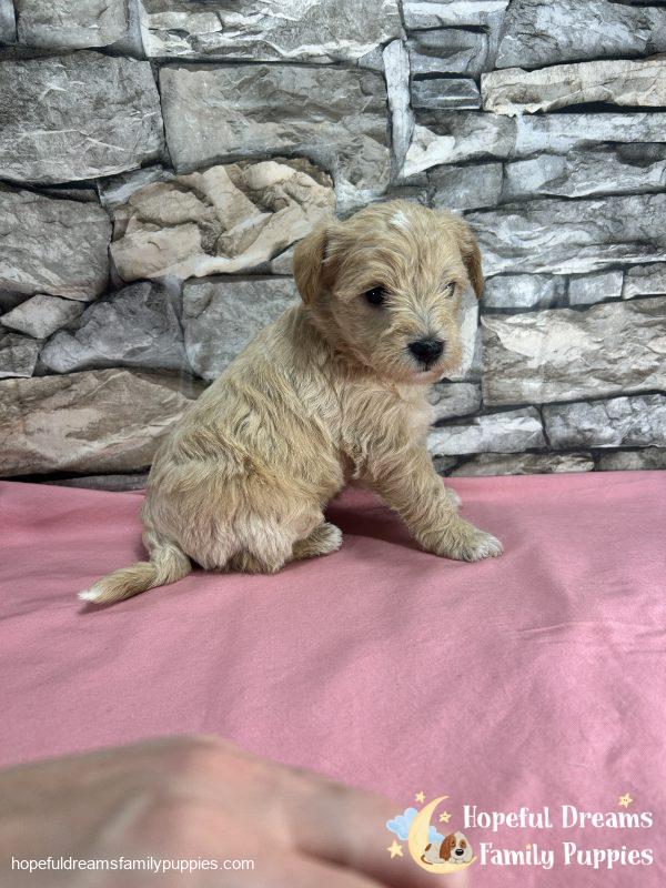 Ms. Bubbles the F1 Schnoodle - Image 5