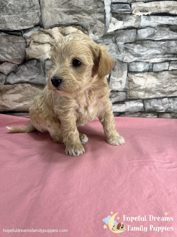 Ms. Bubbles the F1 Schnoodle - Image 4