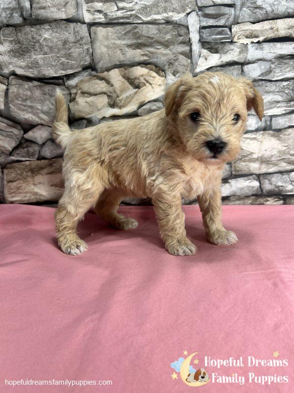 Ms. Bubbles the F1 Schnoodle - Image 3