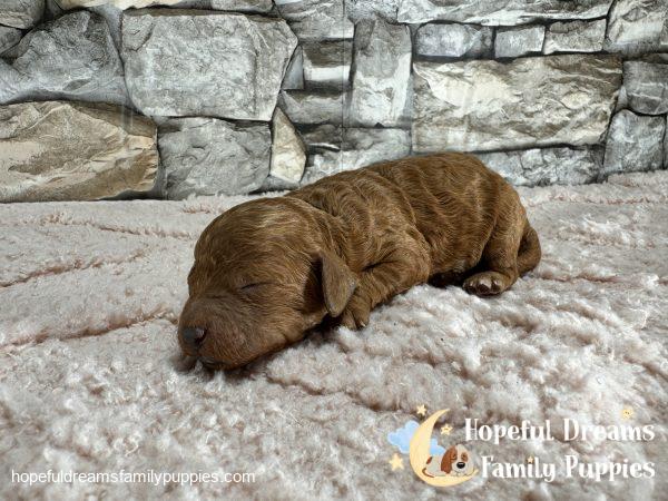 Ms. Lacey the F1B Cavapoo - Image 4