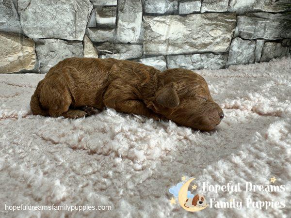 Ms. Lacey the F1B Cavapoo - Image 3