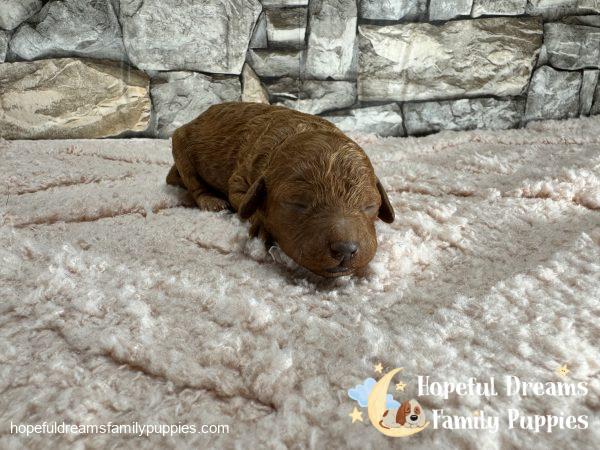 Ms. Lacey the F1B Cavapoo - Image 2